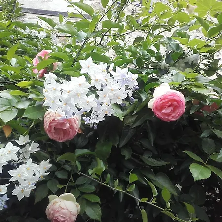 לינה וארוחת בוקר La Cour Sainte Catherine Demeure De Charme 3*