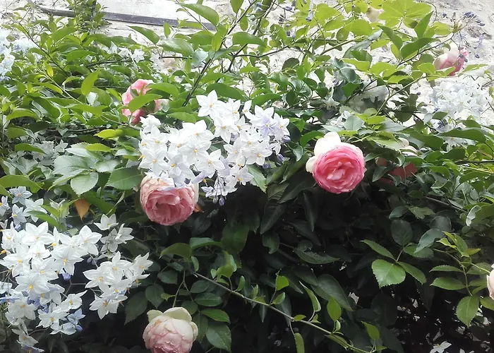 Bed and Breakfast La Cour Sainte Catherine Demeure De Charme 3*